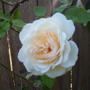 Meet your Posher, Annette